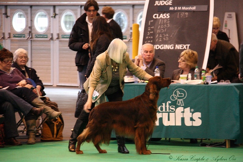 Crufts2011 862.jpg